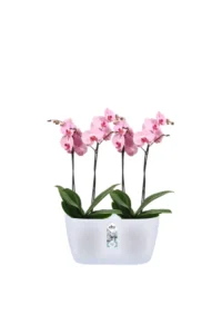 Vaso Brussels Orchid Duo egarden.store online