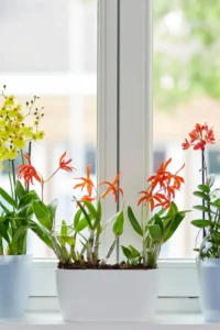 Vaso Brussels Orchid Duo egarden.store online