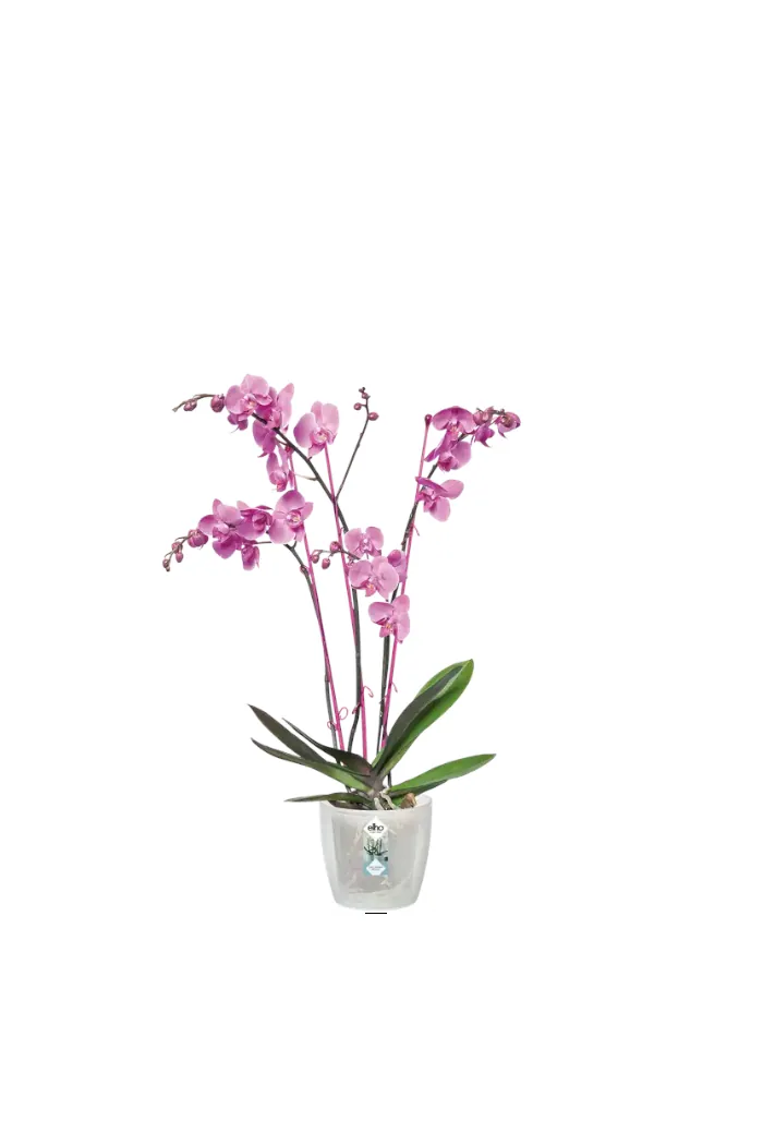 Vaso Brussels Orchid egarden.store online