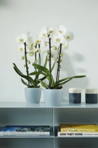 Vaso Brussels Orchid egarden.store online