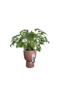 Vaso Pure Coupe Brown v35 egarden.store online