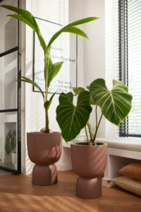 Vaso Pure Coupe Brown v35 egarden.store online