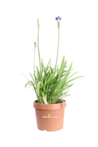 Agapanto - Agapanthus Blue Thunder v24 egarden.store online
