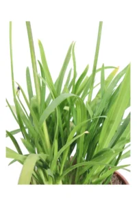 Agapanto - Agapanthus Blue Thunder v24 egarden.store online