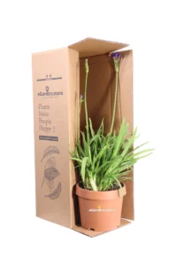 Agapanto - Agapanthus Blue Thunder v24 egarden.store online