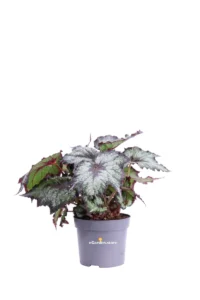 Begonia Beleaf Bostella v12 egarden.store online