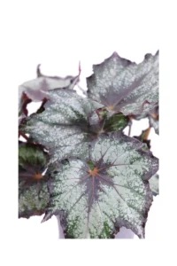 Begonia Beleaf Bostella v12 egarden.store online