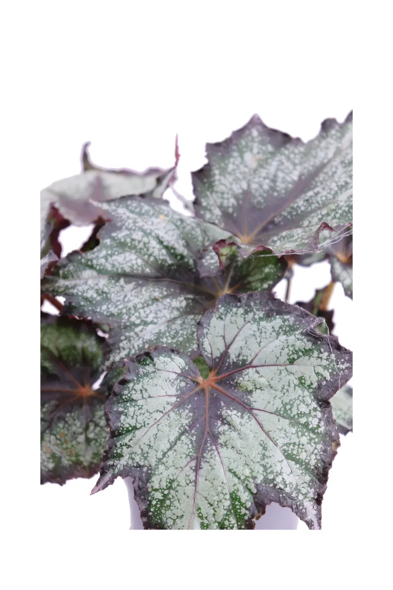 Begonia Beleaf Bostella v12 egarden.store online
