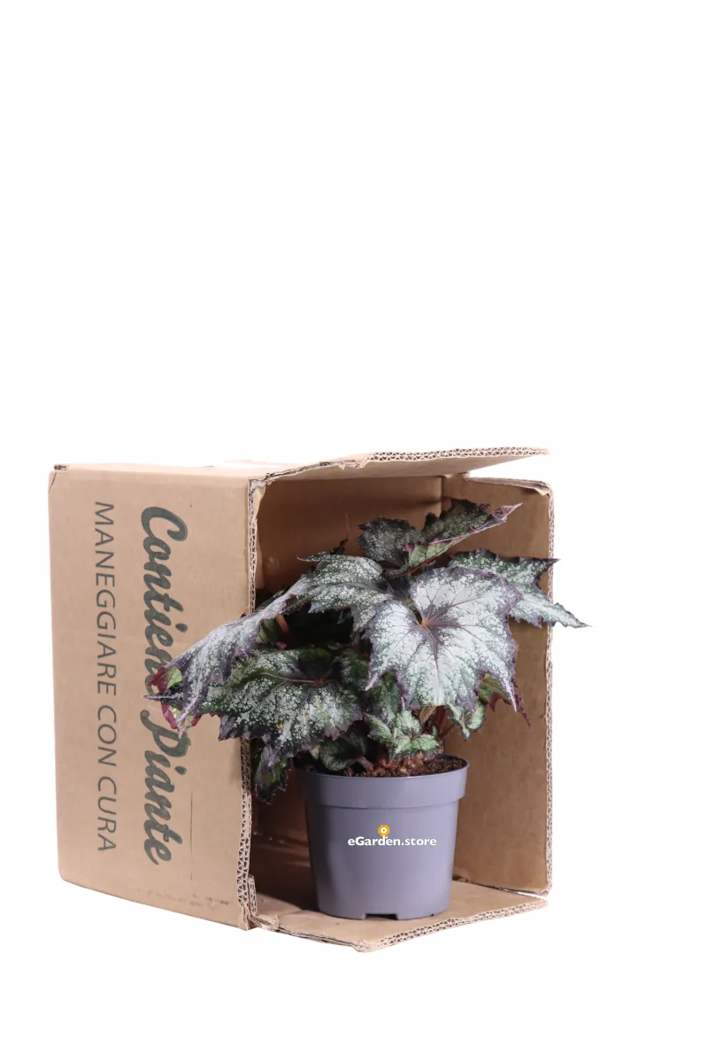 Begonia Beleaf Bostella v12 egarden.store online