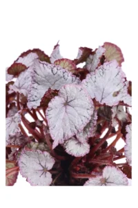 Begonia Beleaf Hawaiian Silver