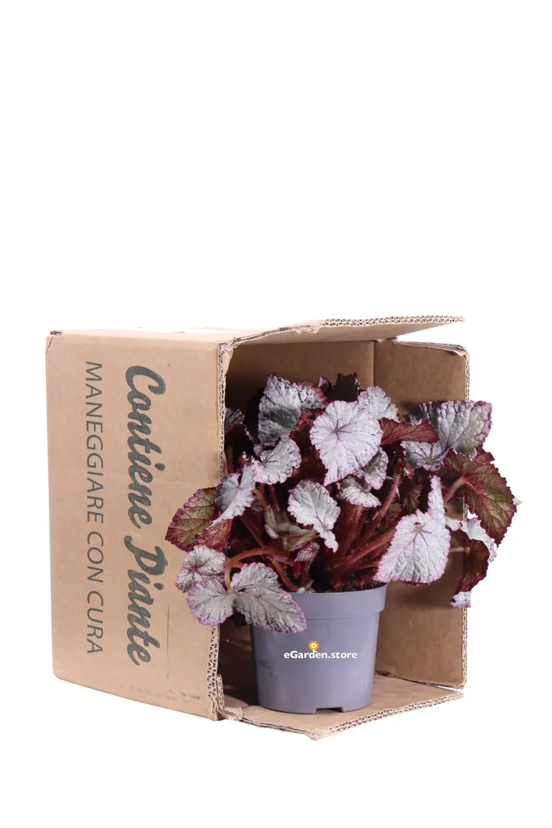 Begonia Beleaf Hawaiian Silver v12 egarden.store online