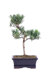 Bonsai Podocarpo v15 egarden.store online