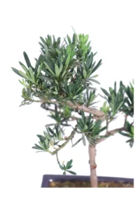 Bonsai Podocarpo v15 egarden.store online