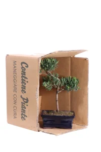 Bonsai Podocarpo v15 egarden.store online