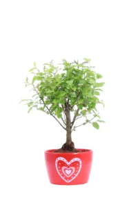 Bonsai Sageretia Heart Rosso v12 egarden.store online