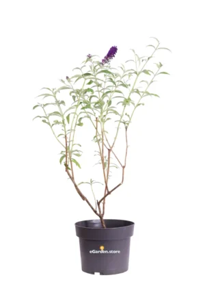 Buddleja Davidii Black Knight - Albero Delle Farfalle v17 egarden.store online