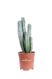 Cereus Myrtillocactus Geometrizans v17 egarden.store online
