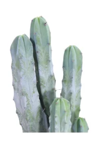 Cereus Myrtillocactus Geometrizans v17 egarden.store online
