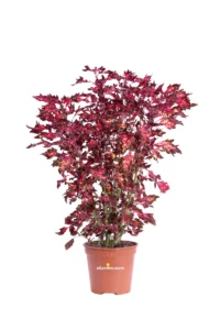 Coleus Down Town Vegas Neon v14 egarden.store online