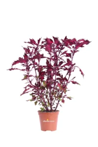 Coleus Stained Glassworks Royalty v14 egarden.store online