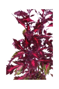Coleus Stained Glassworks Royalty v14 egarden.store online