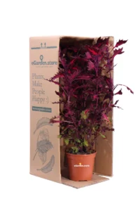 Coleus Stained Glassworks Royalty