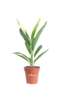 Cordyline Fruticosa Conga v13 egarden.store 1 Cordyline Fruticosa Conga v13 egarden.store online