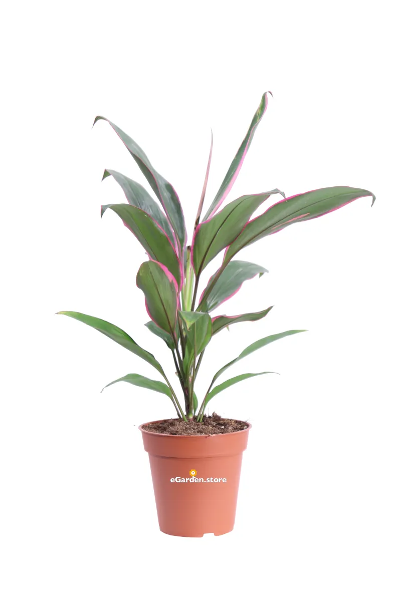 Cordyline Fruticosa Rumba v13 egarden.store online