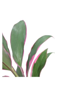 Cordyline Fruticosa Rumba v13 egarden.store online