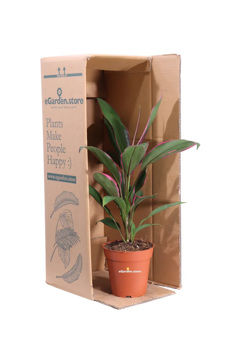 Cordyline Fruticosa Rumba v13 egarden.store online