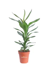 Cordyline Glauca v13 egarden.store online