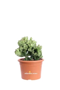 Euphorbia Lactea Crestata v20 egarden.store online
