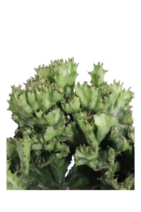 Euphorbia Lactea Crestata