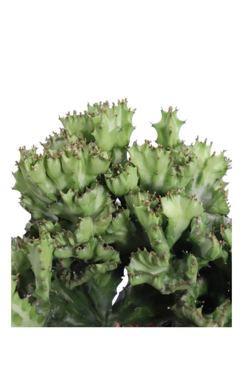 Euphorbia Lactea Crestata