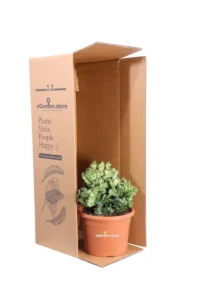 Euphorbia Lactea Crestata v20 egarden.store online
