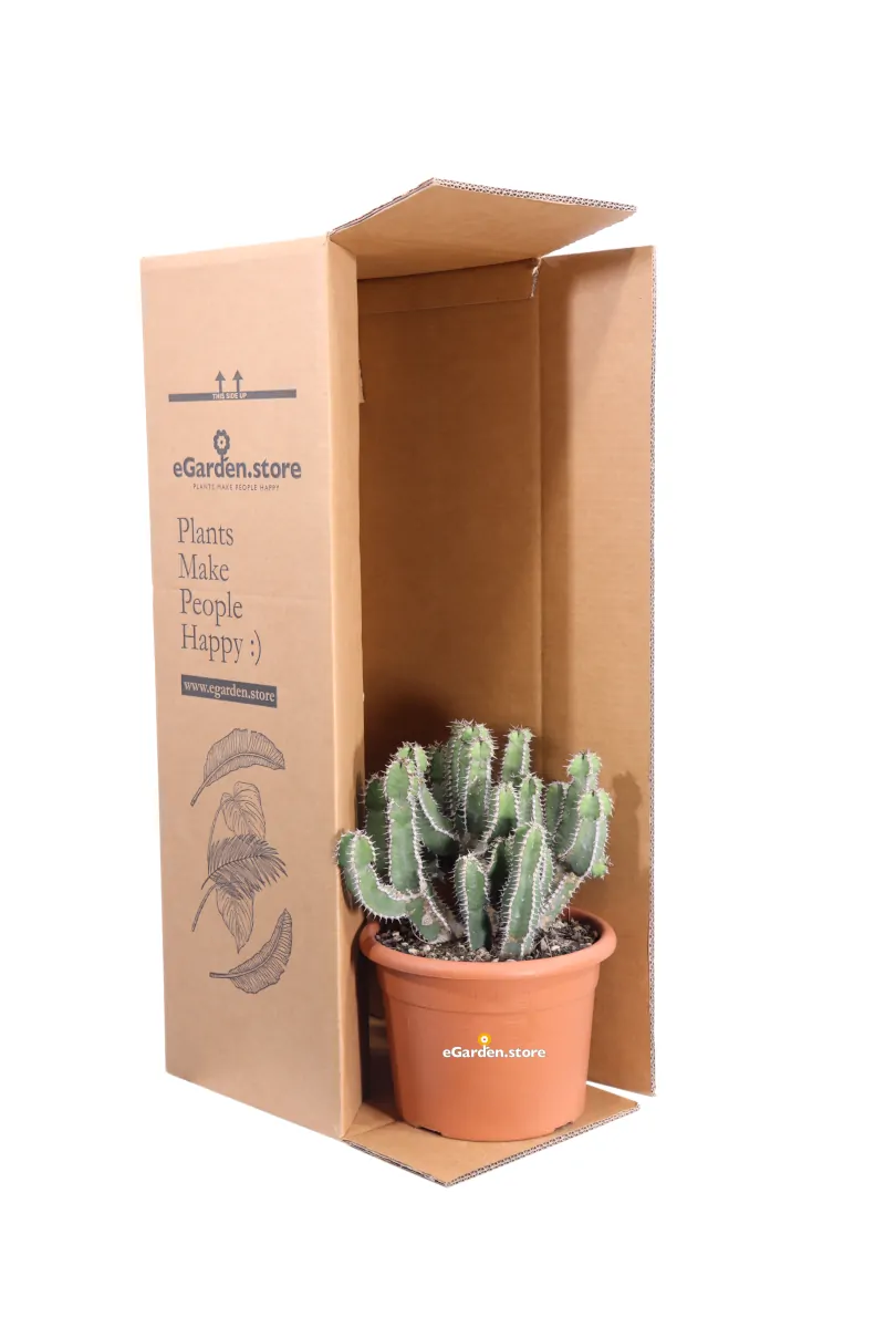 Euphorbia Polyacantha v20 egarden.store 3 Euphorbia Polyacantha v20 egarden.store online