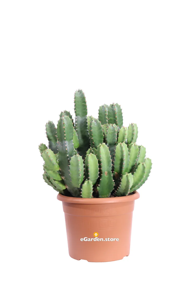 Euphorbia Resinifera v20 egarden.store online
