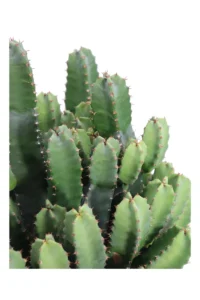 Euphorbia Resinifera