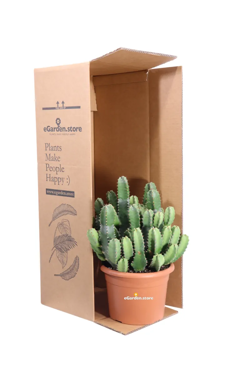 Euphorbia Resinifera v20 egarden.store online