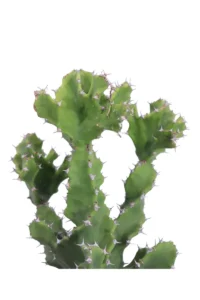 Euphorbia Tortilis v20 egarden.store online