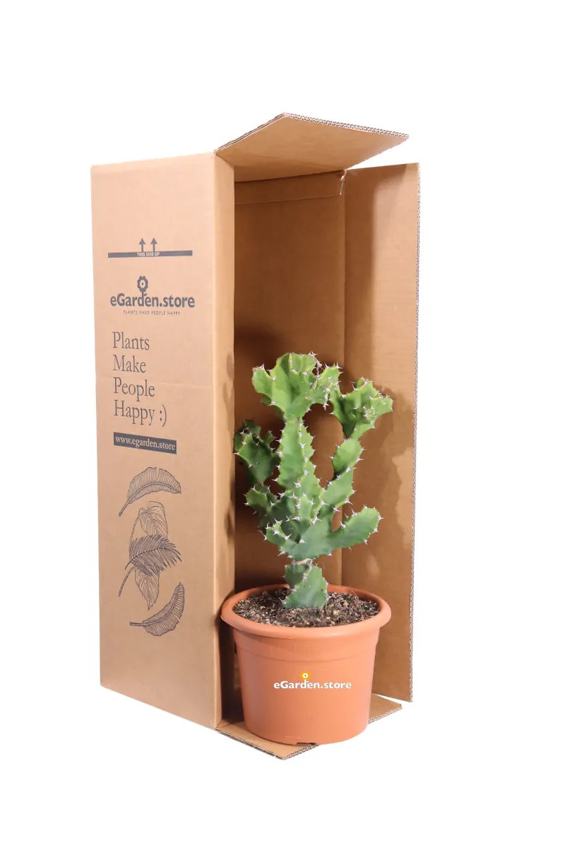 Euphorbia Tortilis v20 egarden.store online