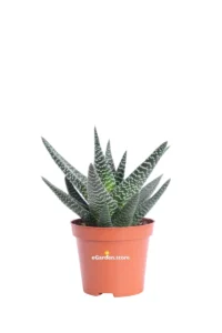 Gasteraloe v8 egarden.store online