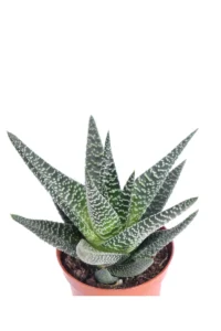 Gasteraloe v8 egarden.store online