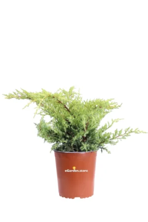 Ginepro - Juniperus X Pfitzeriana Gold Star v19 egarden.store online