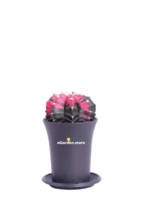 Gymnocalycium Mihanovichii Variegato v8 egarden.store online