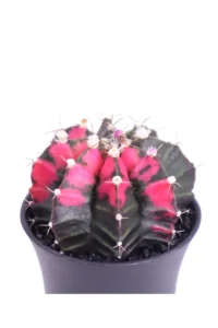Gymnocalycium Mihanovichii Variegato v8 egarden.store online