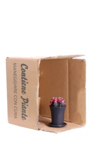 Gymnocalycium Mihanovichii Variegato v8 egarden.store online