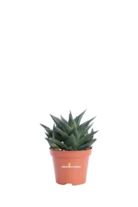 Haworthia Limifolia v8 egarden.store online