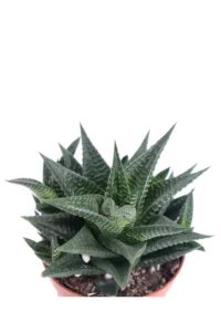Haworthia Limifolia v8 egarden.store online
