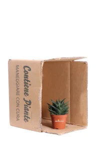 Haworthia Limifolia v8 egarden.store online